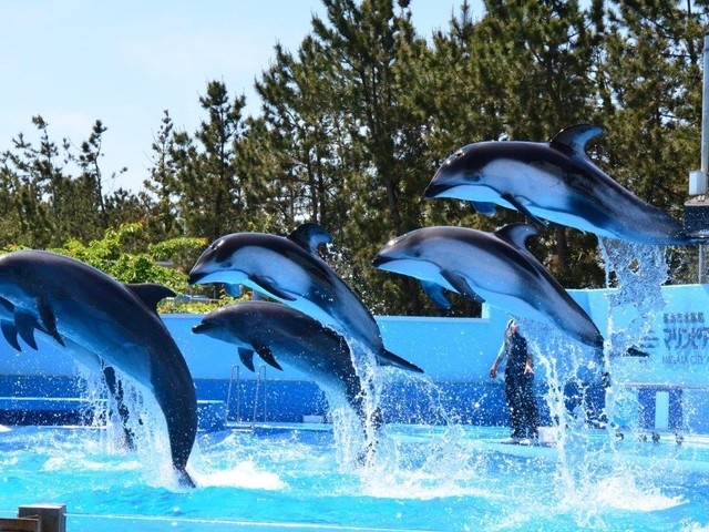 新潟市水族館 マリンピア日本海の画像 3枚目