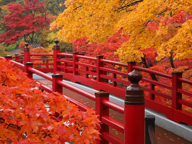 弥彦公園もみじ谷の画像 2枚目
