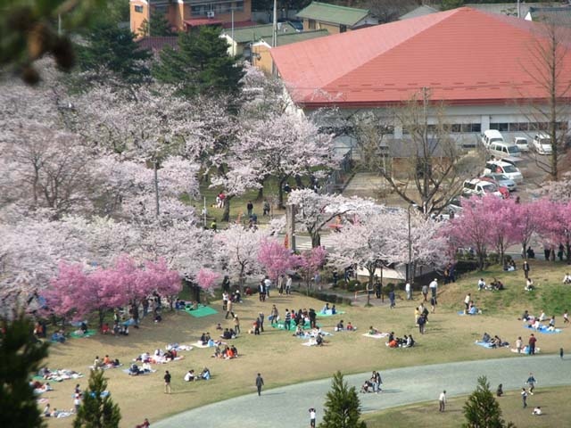 村松公園の桜の画像 3枚目