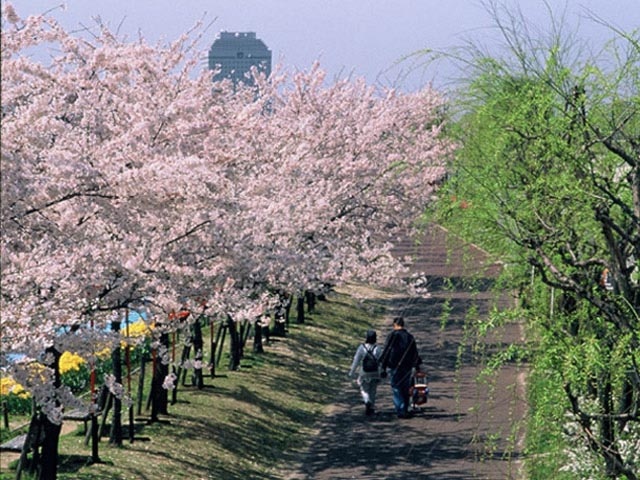 信濃川やすらぎ堤緑地の桜