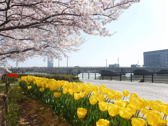 信濃川やすらぎ堤緑地の桜の画像 1枚目
