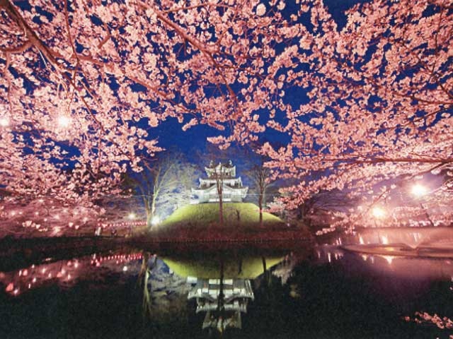 高田城址公園の桜の画像 1枚目