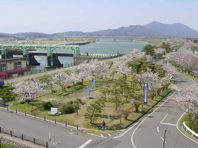 大河津分水の桜