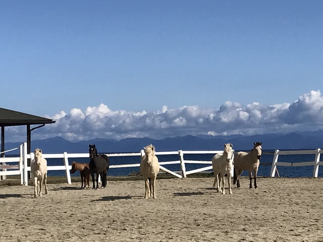 あわしま牧場の画像 1枚目