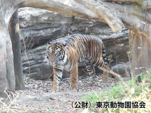 東京都恩賜上野動物園の画像 2枚目