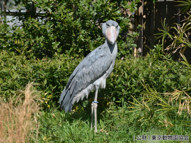 東京都恩賜上野動物園の画像 3枚目