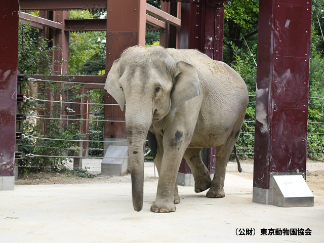 東京都恩賜上野動物園の画像 1枚目