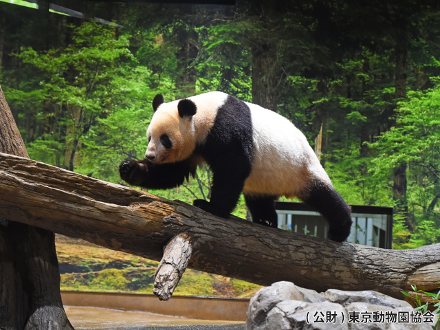 東京都恩賜上野動物園の画像 4枚目
