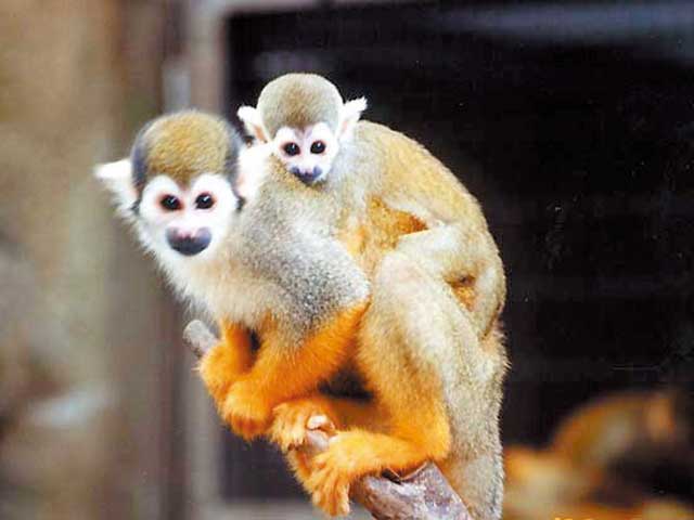 江戸川区自然動物園