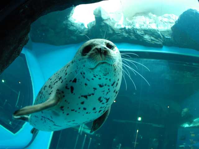しながわ水族館