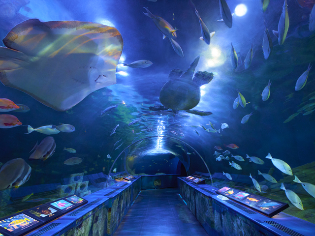 しながわ水族館の画像 4枚目