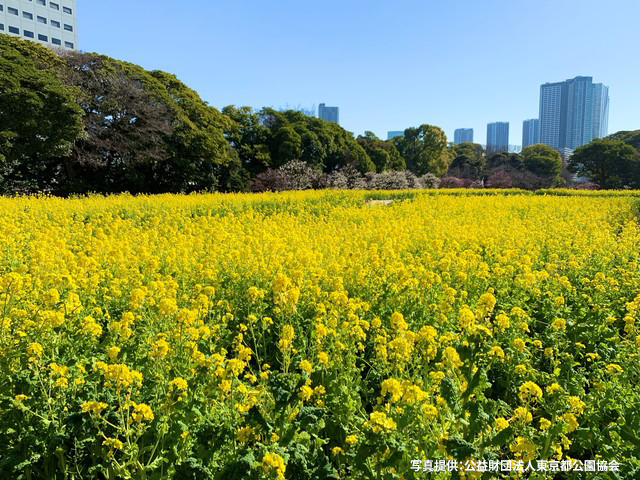 浜離宮恩賜庭園の画像 3枚目