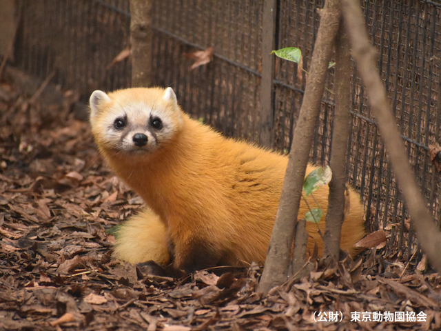 井の頭自然文化園の画像 2枚目