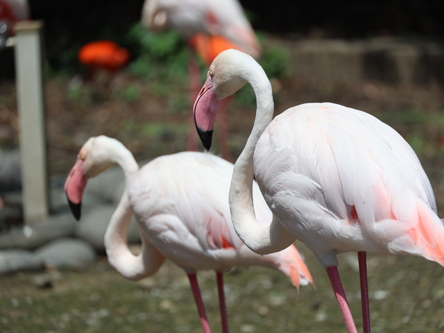 都立大島公園の画像 3枚目