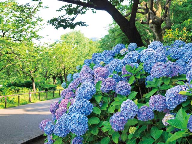 東京大学大学院理学系研究科附属植物園