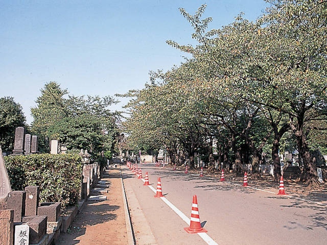 谷中霊園の画像 3枚目