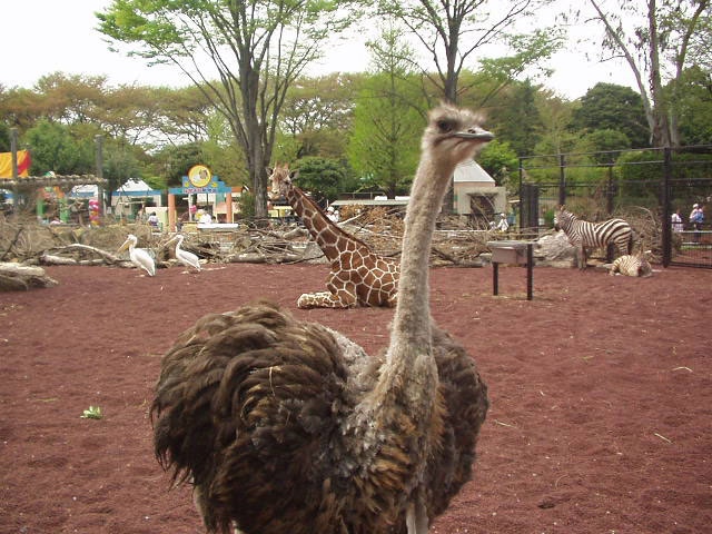 ヒノトントンZOO(羽村市動物公園)の画像 1枚目