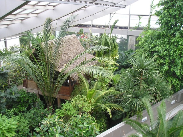板橋区立 熱帯環境植物館の画像 1枚目