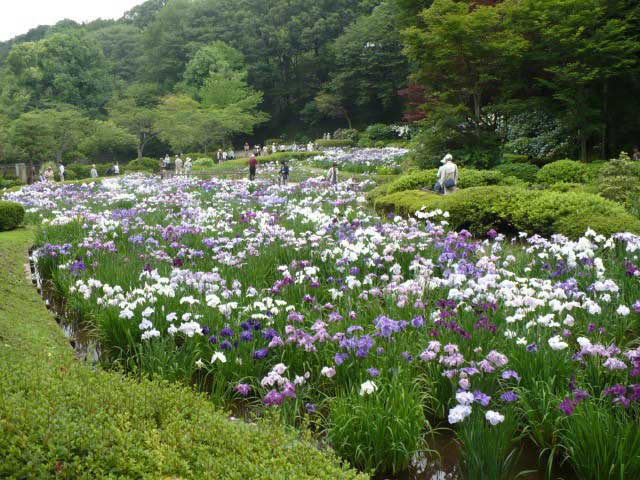 町田薬師池公園 四季彩の杜 薬師池の画像 1枚目