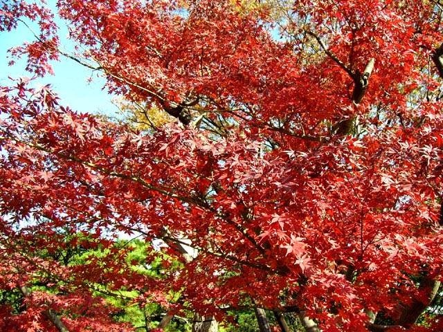 浜離宮恩賜庭園の画像 1枚目