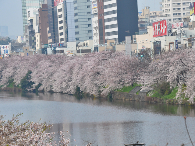 外濠公園の桜の画像 2枚目