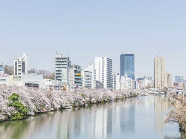 外濠公園の桜の画像 2枚目