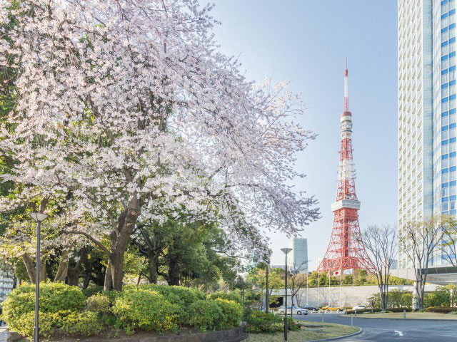 芝公園の桜の画像 1枚目