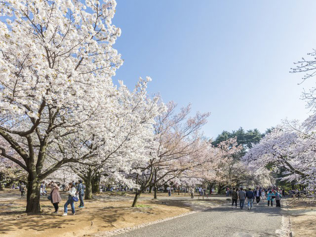 新宿御苑の桜の画像 1枚目