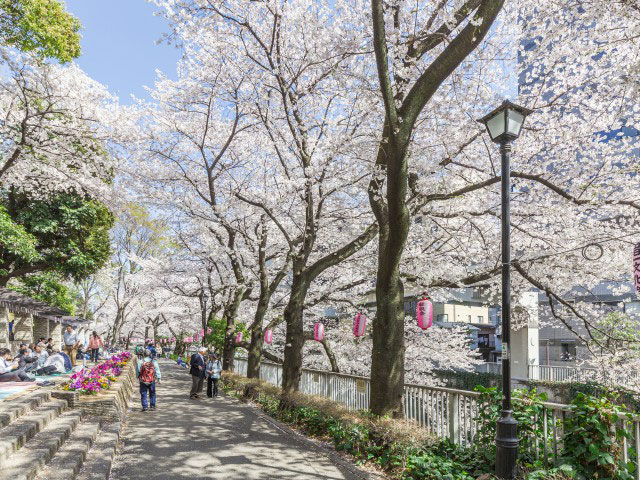 江戸川公園の桜の画像 1枚目