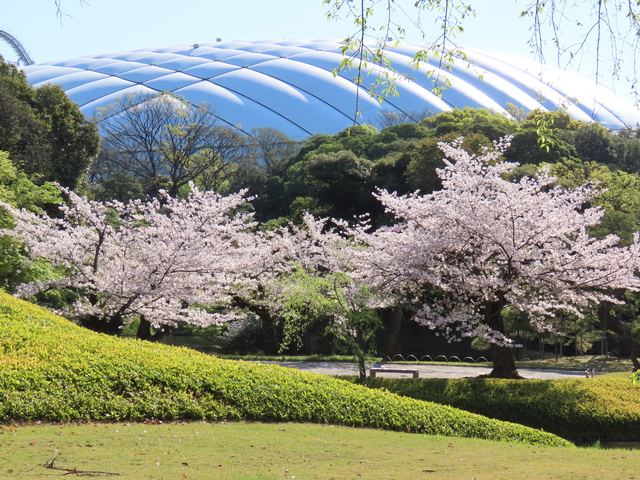 小石川後楽園の桜の画像 2枚目