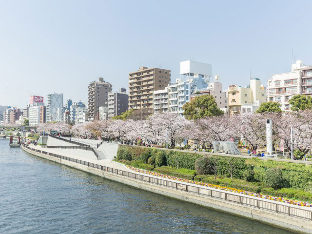 隅田公園(台東区側)の桜