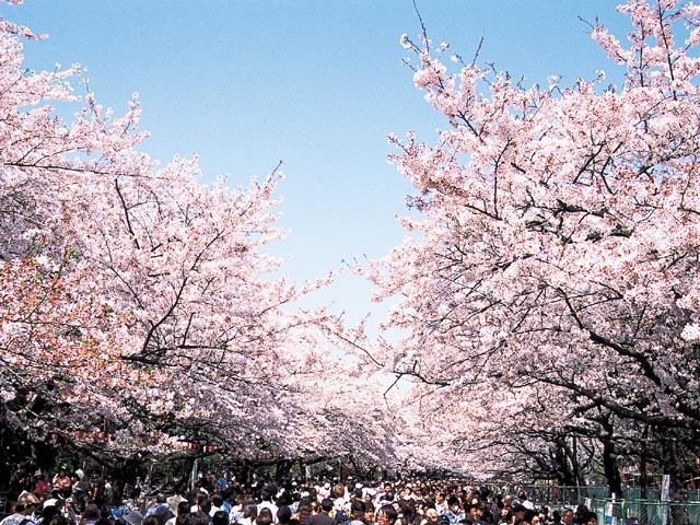 上野恩賜公園の桜の画像 1枚目