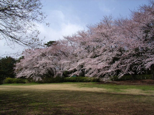 砧公園の桜の画像 1枚目