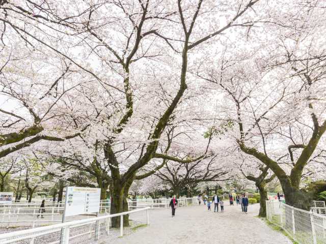 JRA馬事公苑の桜の画像 1枚目