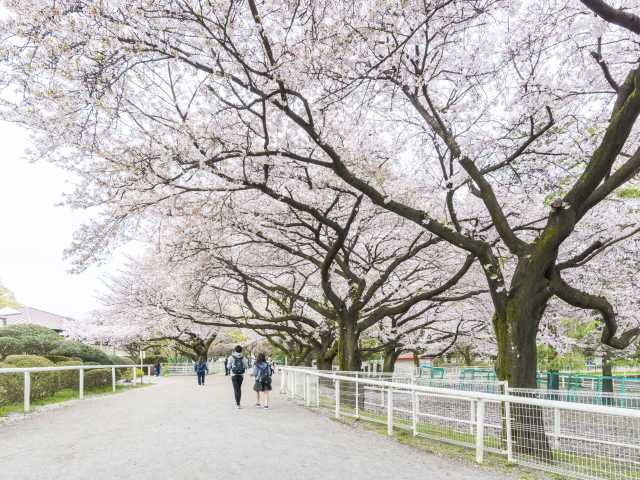 JRA馬事公苑の桜の画像 2枚目