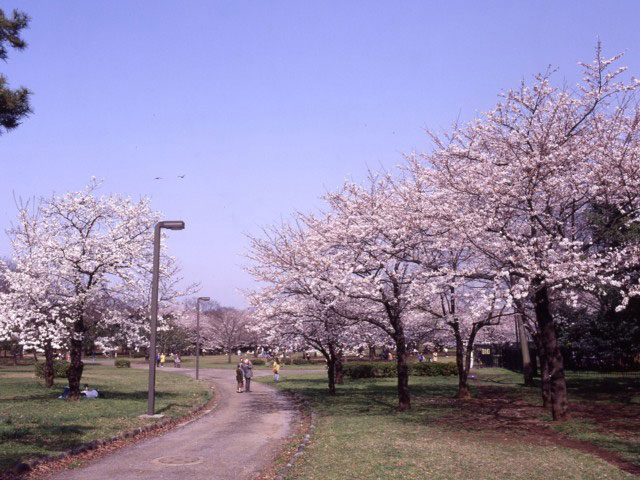 代々木公園の桜の画像 1枚目