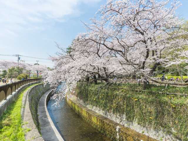 哲学堂公園の桜の画像 1枚目