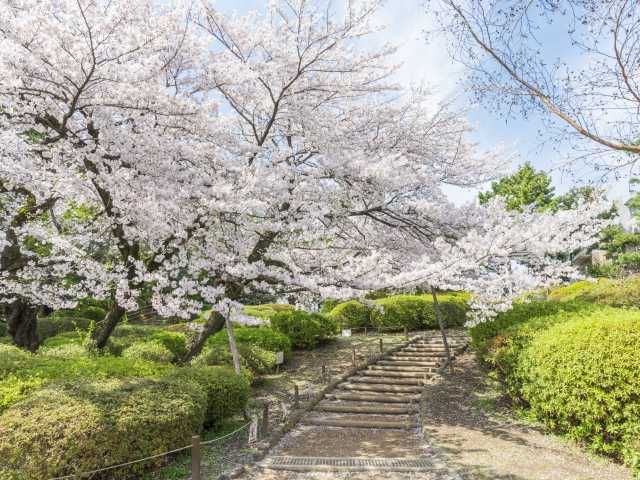 哲学堂公園の桜の画像 2枚目
