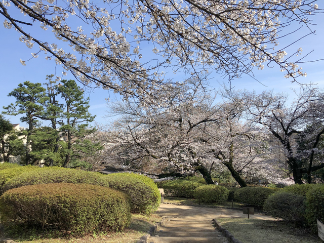 哲学堂公園の桜の画像 3枚目