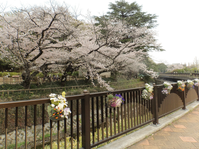 哲学堂公園の桜の画像 4枚目