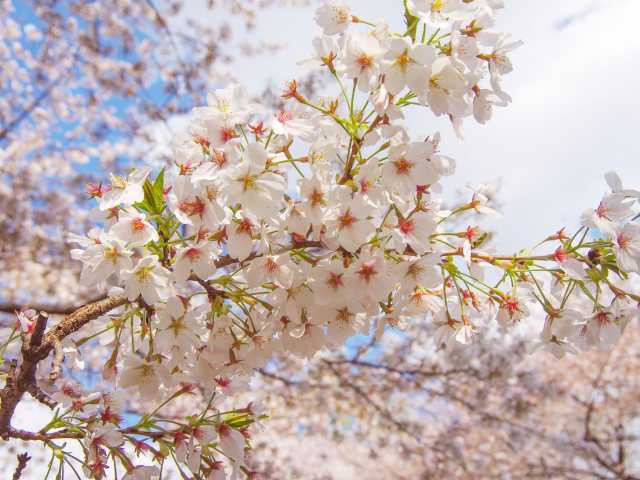 善福寺川緑地の桜の画像 2枚目