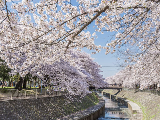 善福寺川緑地の桜の画像 1枚目