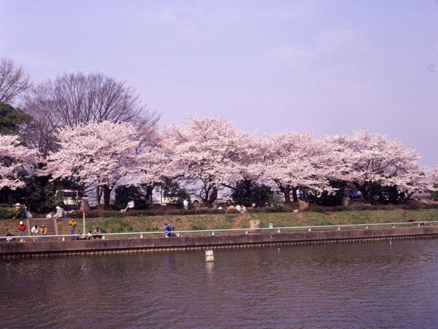 東京都水元公園の桜