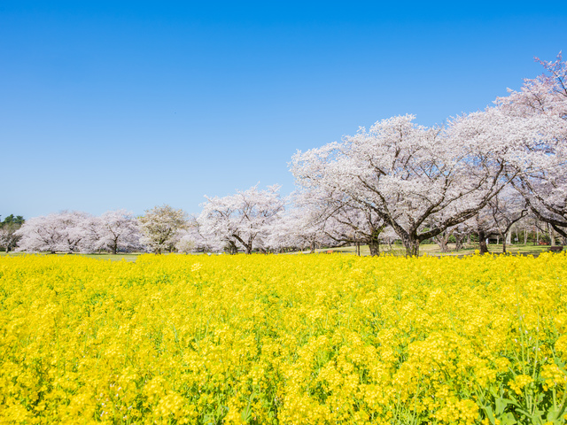 国営昭和記念公園の桜の画像 1枚目