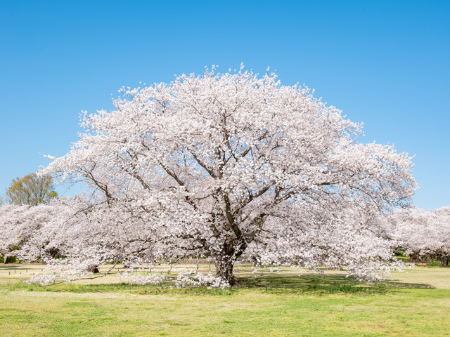 国営昭和記念公園の桜の画像 2枚目