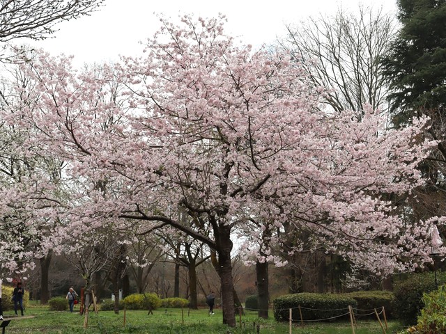 神代植物公園の桜の画像 1枚目