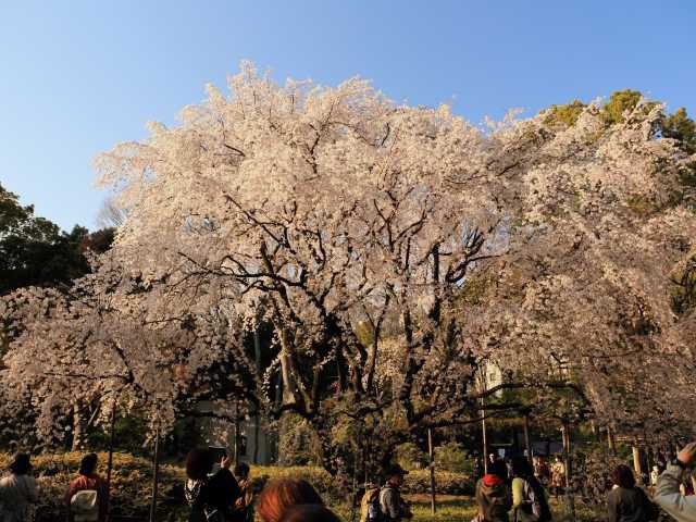六義園の桜の画像 2枚目