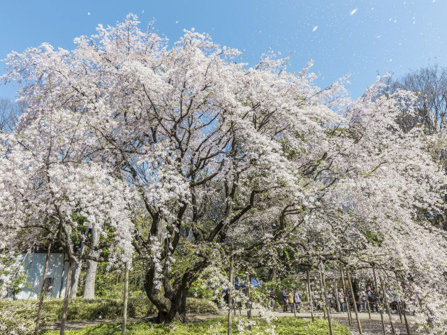 六義園の桜の画像 1枚目