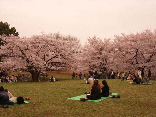 光が丘公園の桜の画像 1枚目