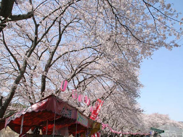 塩田堤の桜